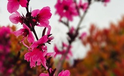 东北打桩机2023gray